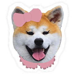秋田犬シリーズ(雑貨) | ハチふる SHIBUYA meets AKITA