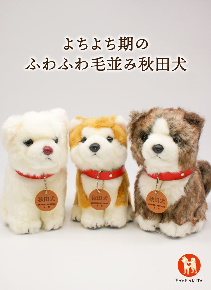 よちよち秋田犬/(赤毛・白毛・虎毛) | ハチふる SHIBUYA meets AKITA