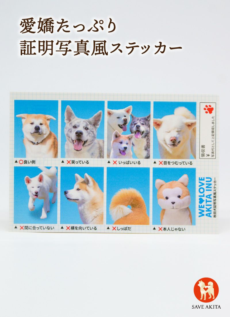 秋田犬 証明写真風ステッカー | ハチふる SHIBUYA meets AKITA